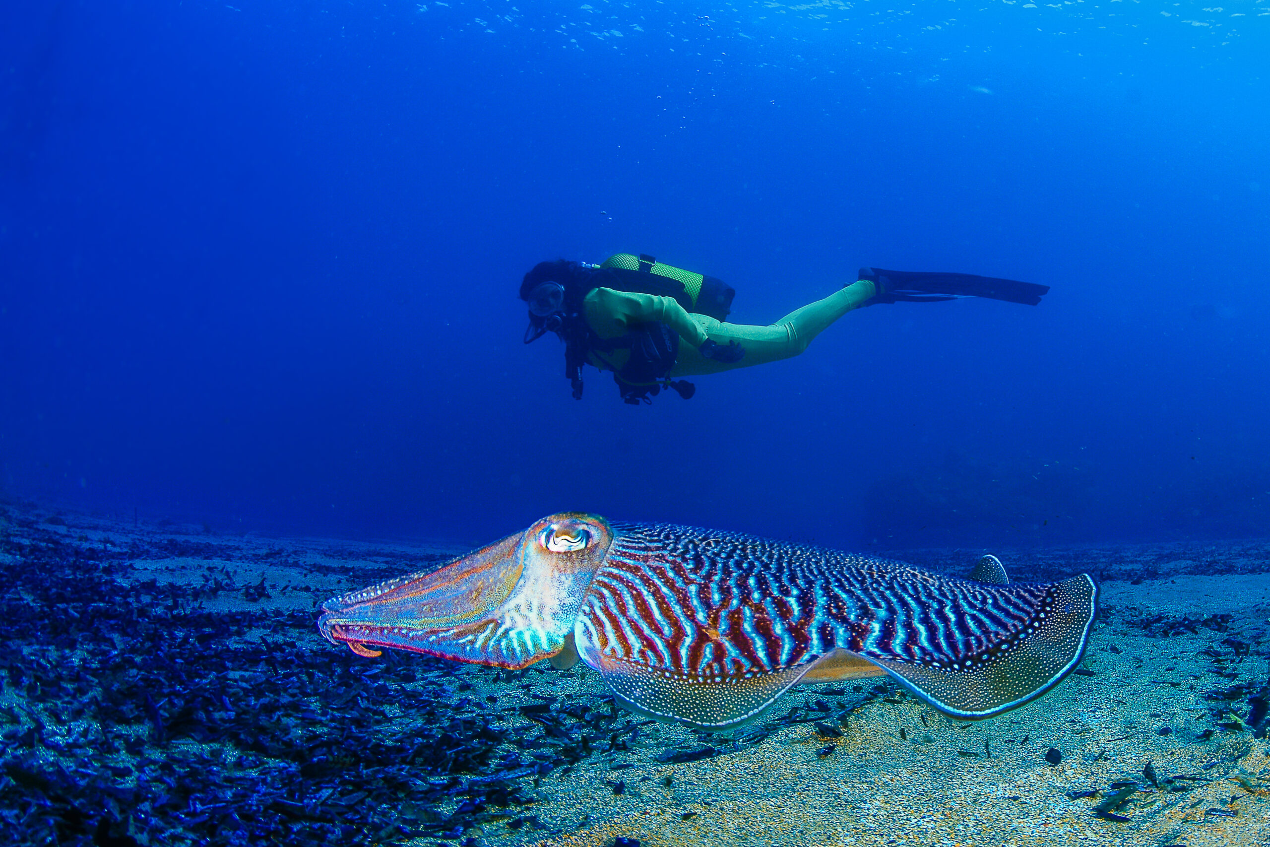 Buceo en la Región de Murcia. Javier Ferrer