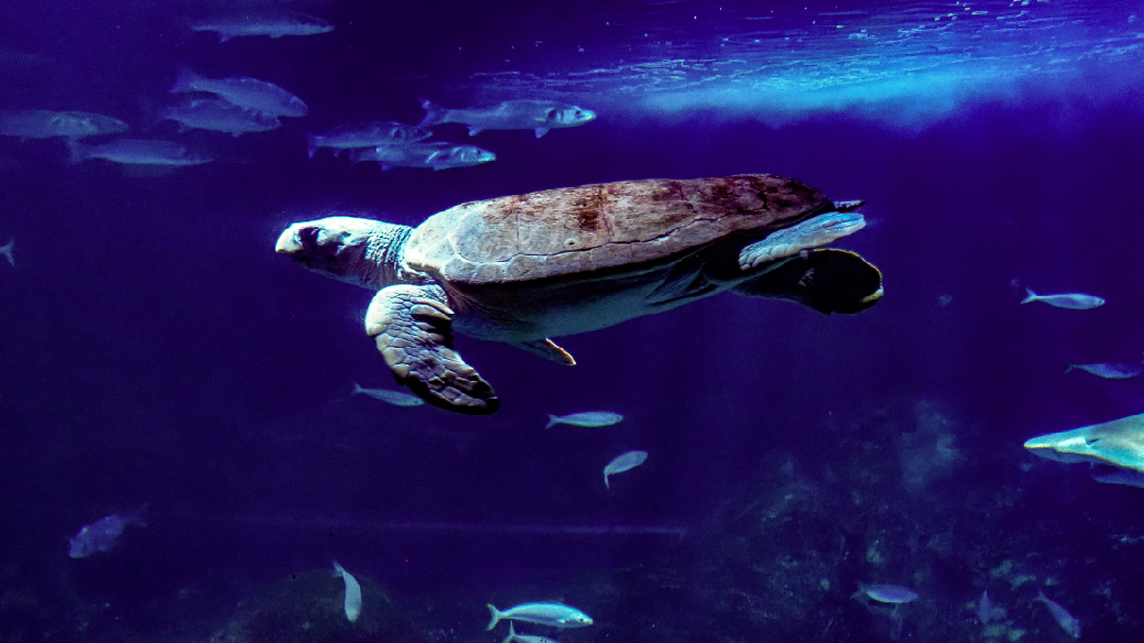 Tortugas en Bioparc Acuario de Gijón