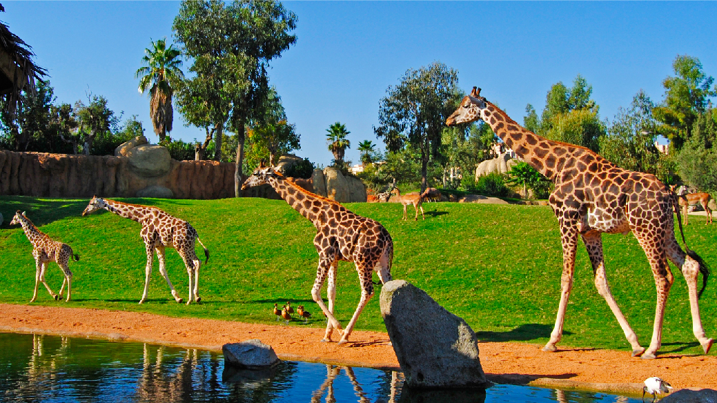 Jirafas en Bioparc Valencia