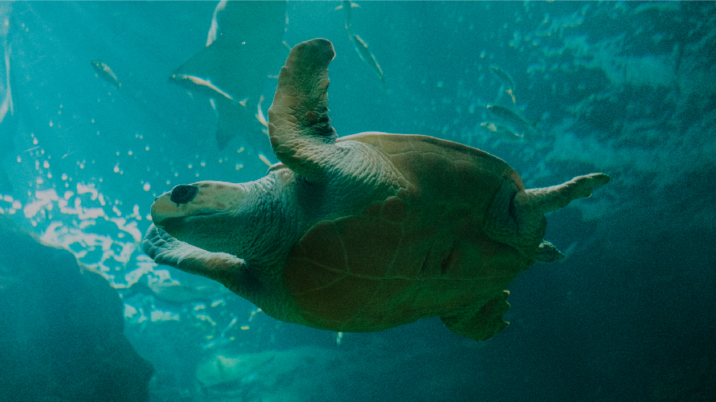 Tortuga en Bioparc Acuario de Gijón