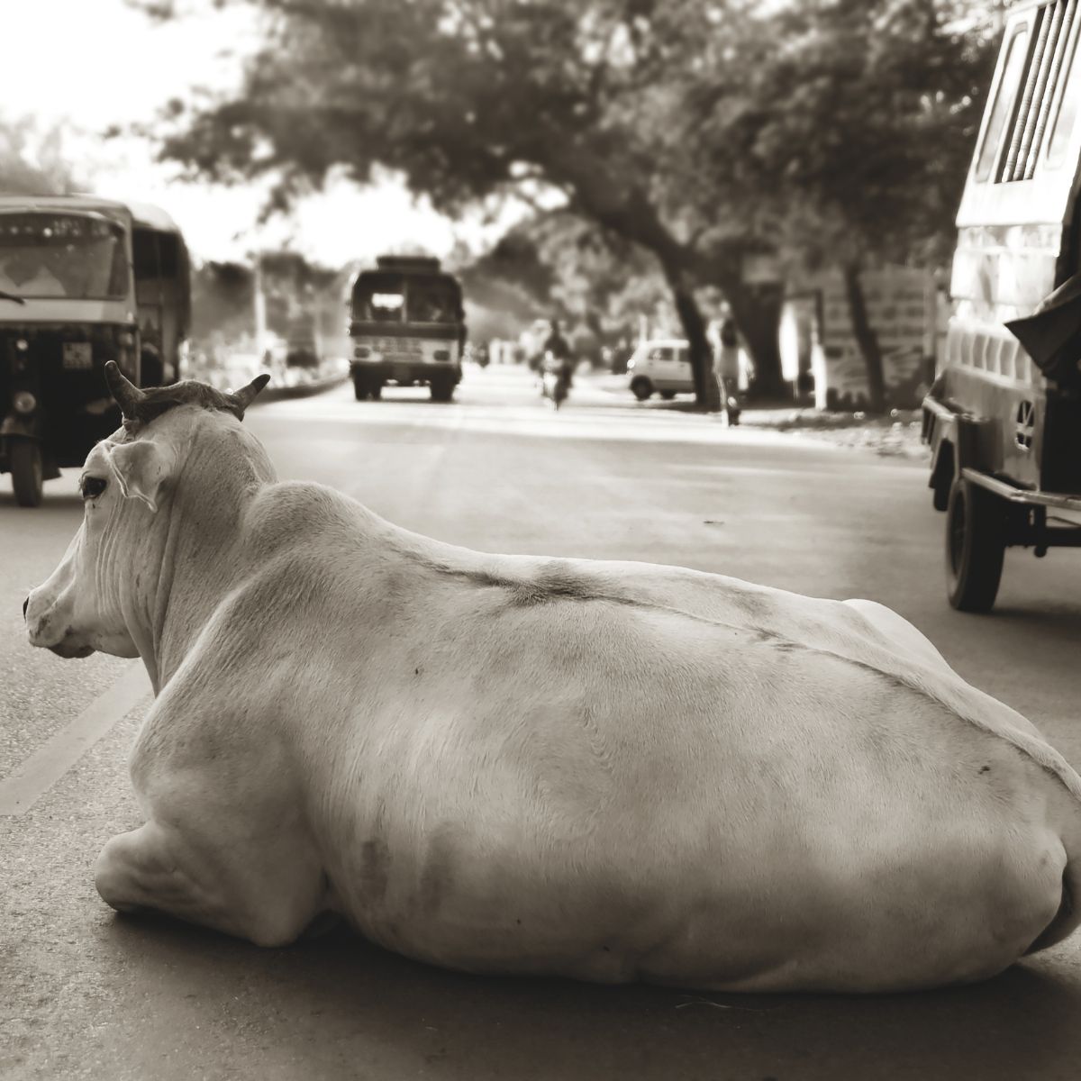 La IA se topa con las vacas sagradas de la India